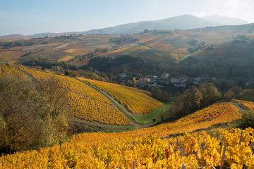Le village du Perréon , à l' automne dans le Beaujolais , ceinturé de vignes - obrazy, fototapety, plakaty