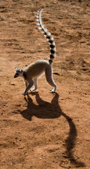 Ring-tailed lemur goes on the ground. Madagascar. An excellent illustration. © gudkovandrey