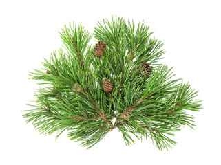 Pine tree branches with cones isolated on white background © LiliGraphie