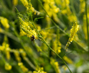 Wasp sitting on a yellow flower