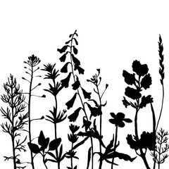vector silhouettes of wild herbs and flowers