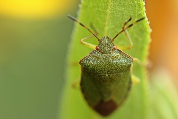 Portrait einer Grünen Stinkwanze (Palomena prasina) 
