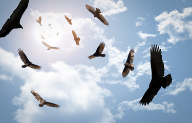 Obraz premium Circling Vultures