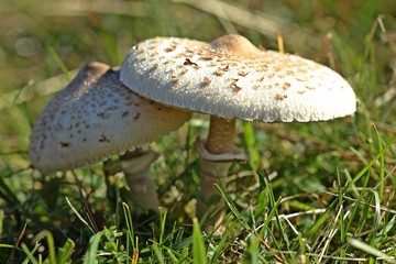 Riesenschirmlinge am Dörnberg mit Morgentau 
