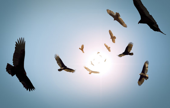 Circling Vultures
