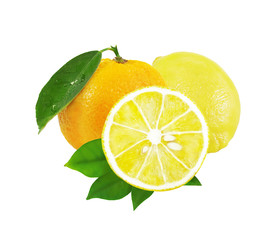 Tangerines with leaves and lemon