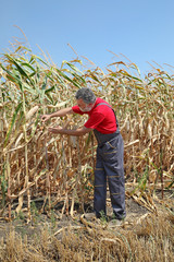 Naklejka na ściany i meble Agricultural scene, farmer or agronomist inspect damaged corn field