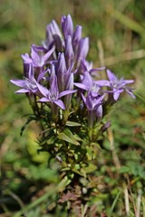 Deutscher Fransenenzian (Gentianella germanica) am Dörnberg 
