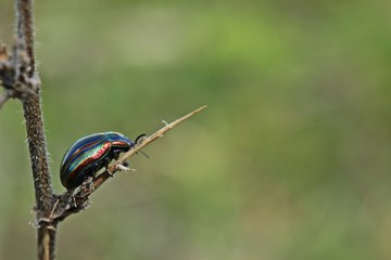 Regenbogen-Blattkäfer (Chrysolina cerealis) auf Weißdorn     © Schmutzler-Schaub