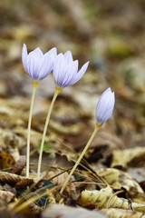 crocus, flowers, plants
