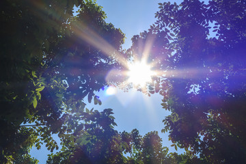 Fototapeta na wymiar Sunlight and lens flare,tree leaves
