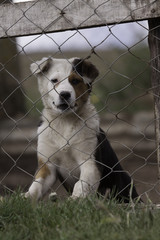 perrito cachorro perro