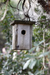 wood bird's nest