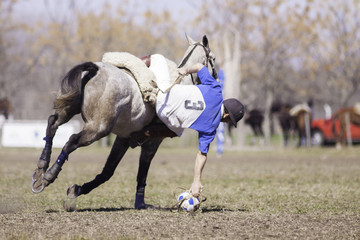 caballos deporte equino