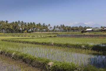 Fototapeta na wymiar Green rice fields on Bali island, near Ubud, Indonesia