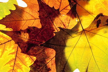 Closeup of Different Autumn Leaves