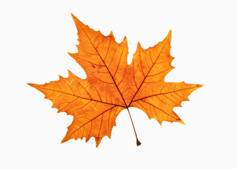 Fototapeta na wymiar Closeup of Brown Autumn Leaf - Isolated on White
