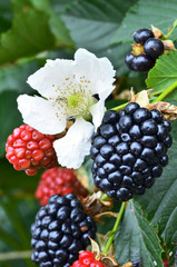 Ripe blackberry fruit growing