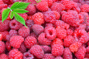 Fresh ripe raspberries