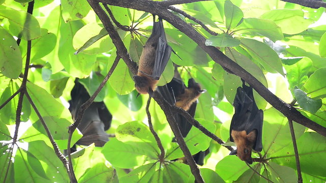 video big bat sleep on the tree