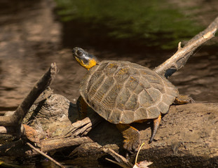 Fototapeta premium Wood Turtle