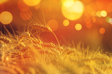 Wheat crops with bokeh light