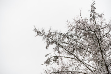 Upside view at fresh xmas snow covered trees in winter landscape. Frosty nature scene in garden park, perfect for christmas, gardening blog, product and magazines