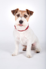 Jack Russell Terrier sitting in front of white background, 5 years old.