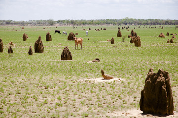 Termite Mounds - Australia