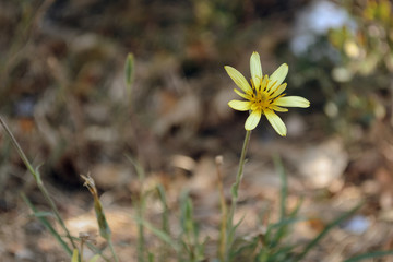 One yellow flower against the faded fallen-down foliage of trees