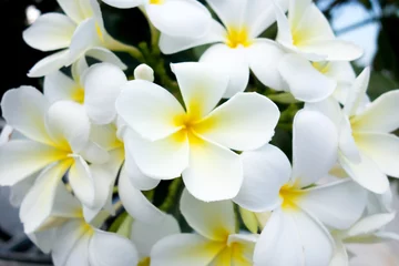Foto op Canvas White Plumeria flower and green background © scofieldza