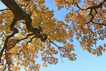 Die Gerichtseiche in Breuna in Herbstfärbung 
