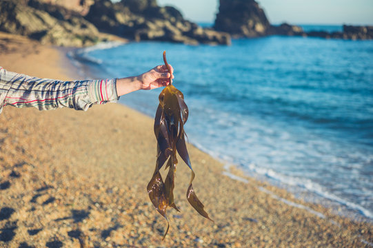 Hand of woman holding seaweed on the beach