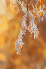 Frost