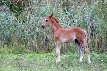 Naklejka na ściany i meble Purebred arabian breed foal standing on pasture