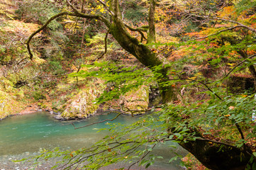 Fototapeta premium Autumn leaves and river in the mountains.