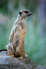 The meerkat