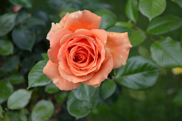 Rosen 1