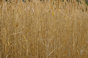 Fototapeta premium Thick high dry brooms edge grass in autumn wild field.