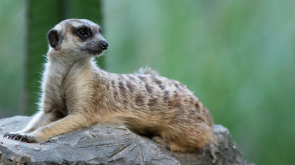 The meerkat