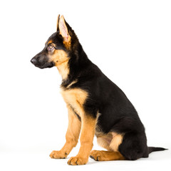 Cute puppy dog German Shepherd sitting on white background, side view