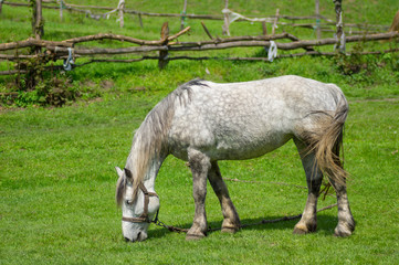 Obraz na płótnie Canvas Llonely mare grazing on spring pasture