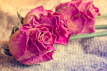 Three old roses on sackcloth background