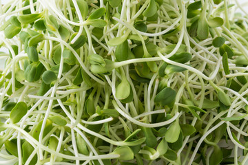 Sunflower Sprouts