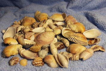 Stones and shells from the Arabian Sea 