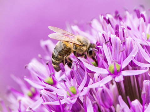 Bee collecing pollen on a giant onion flower