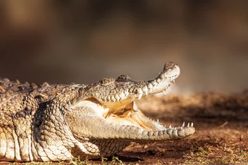 Photo sur Aluminium Crocodile Crocodile en colère sur terre