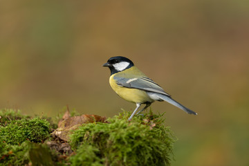 Kohlmeise, Great tit, Parus major