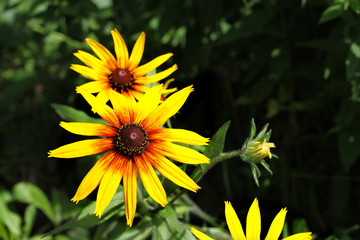 Bright yellow Rudbeckia flowers