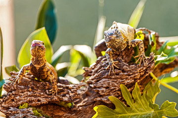 Chuckwallas On Branch